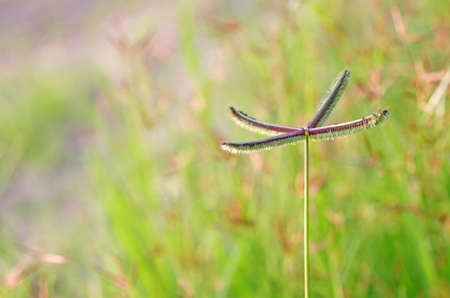 grass seed in the green grassland