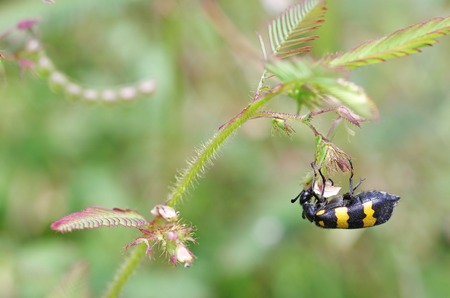 blister beetle is eating the plant flowerの写真素材