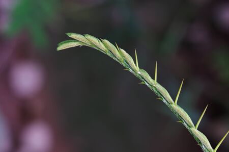 mimosa young leaf with thorn in tropical areaの写真素材