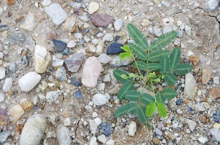 mimosa seedling is growing on the arid groundの写真素材