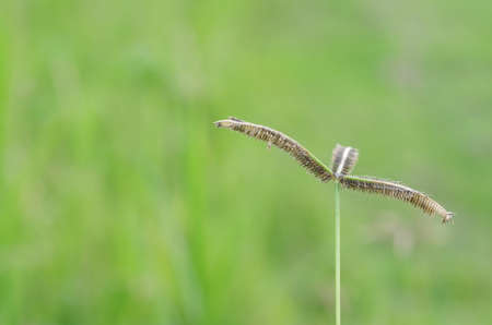 grass flower in the green gardenの写真素材