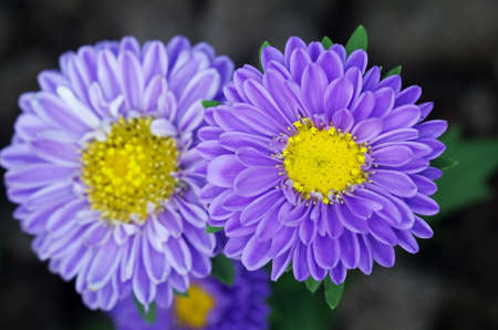 top view of the Chrysanthemum flower in the garden