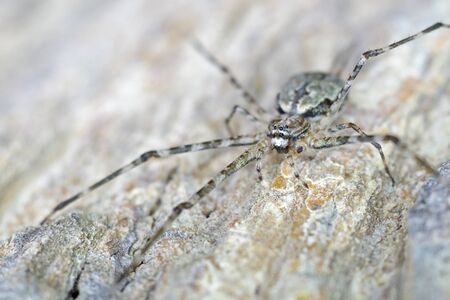 front view of camouflage impaired spider is staying on tree bark