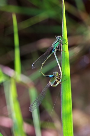 damselflies are mating on the grass shootの写真素材