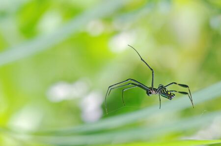 Golden silk orb-weaver spider is staying on their web; side view