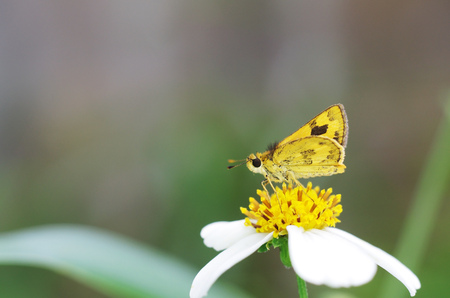 skipper butterfly is resting on the flowerの写真素材