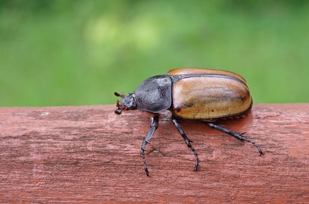female Five Horned Beetle is staying on the log