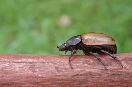 female Five Horned Beetle is staying on the logの写真素材