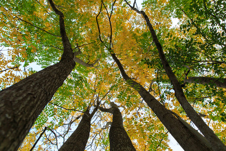 Golden Rain Treesの写真素材