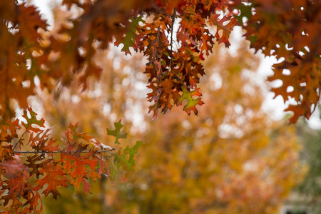 Fall Autumn Leafの写真素材