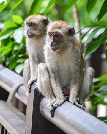 Monkey sitting on a railing in the park, close up.の写真素材