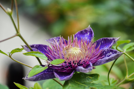 Purple clematis flower in the garden, close-upの写真素材