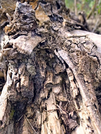 The bark of a dried-up tree by the river. Details of the uneven course of the barkの写真素材