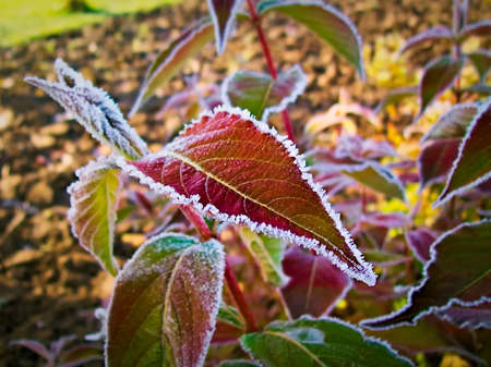 The corolful leaves of the plant are covered with rimeの写真素材
