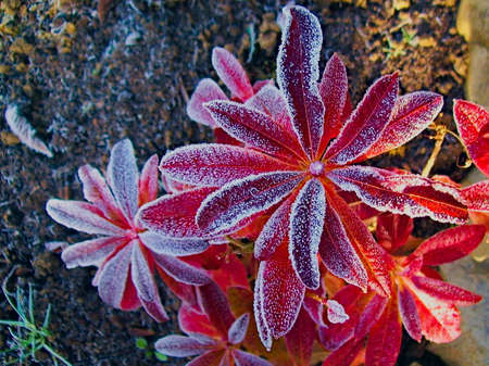 The red leaves of the plant are covered with rimeの写真素材