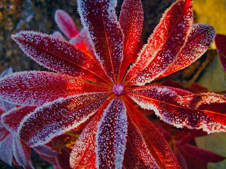 The red leaves of the plant are covered with rimeの写真素材