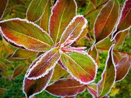 The corolful leaves of the plant are covered with rimeの写真素材