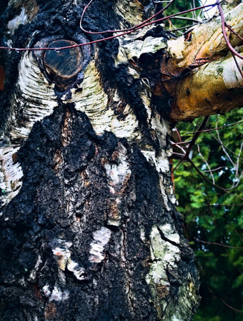 A close-up of the white bark of a birch