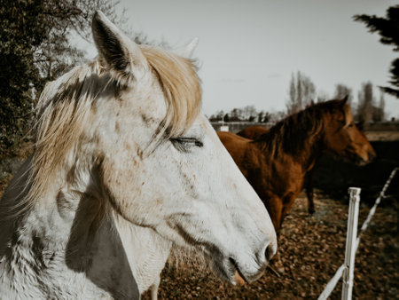 White sleepy horse with a blonde mane in the pastureの写真素材