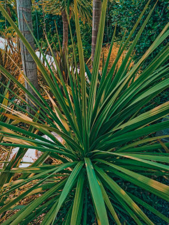 Nolina nelsoni in the exotic gardenの写真素材