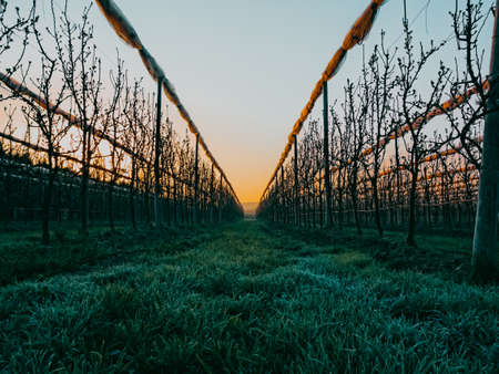 Fruit orchard with apple trees in the morningの写真素材