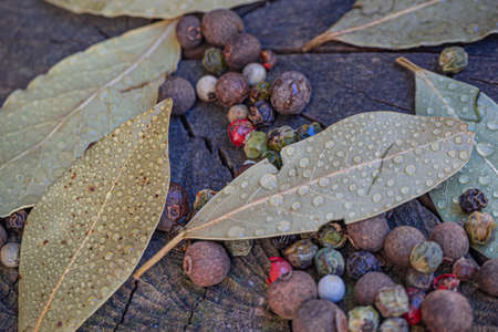 Bay leaves with water droplets on the background of a walnut trunk along with pepper and allspiceの写真素材