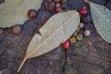 Bay leaves with water droplets on the background of a walnut trunk along with pepper and allspiceの写真素材