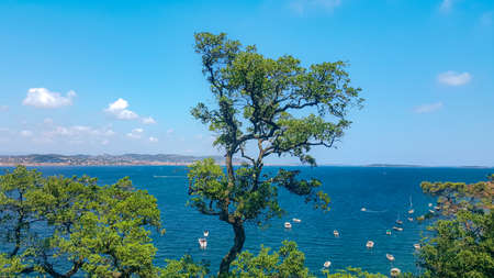 Coastal vegetation overlooking the Mediterranean bayの写真素材