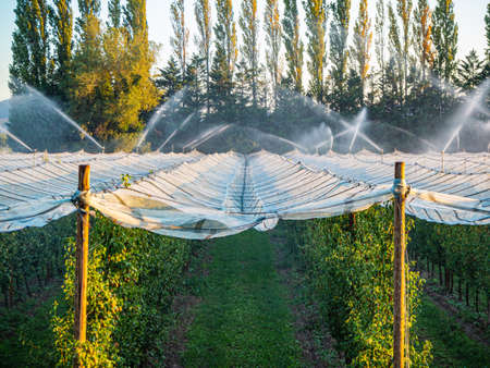 Watering a field with pear trees with hail net over trees during the setting sun