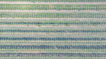 Hail net over apple and pears trees from the air - background