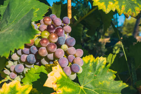 Large bunch of colorful wine grapes hang from a vine
