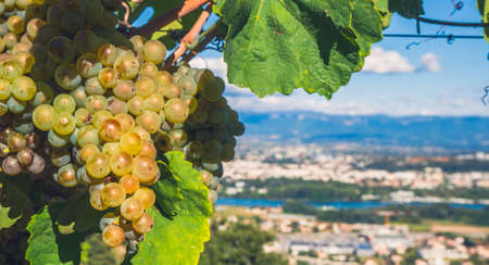 Large bunch of colorful wine grapes hang from a vineの写真素材