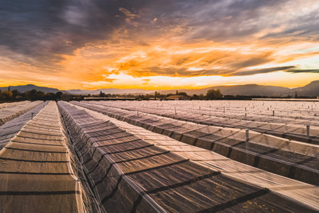 Aerial view of orchard with apple trees during sunset. The fields are covered with a hail net. Beautiful outdoor countryside scenery from the drone view. Lots of flowering plants aの写真素材