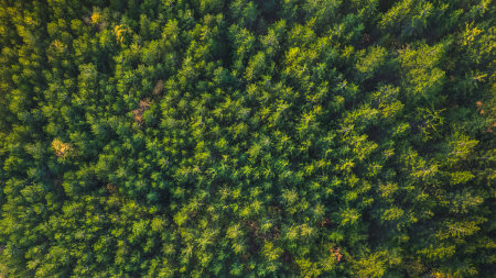 Autumn warm sunlight illuminating the coniferous forest. Bird's-eye view