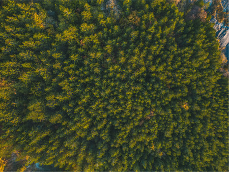 Autumn warm sunlight illuminating the coniferous forest. Bird's-eye view
