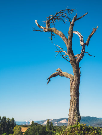 A very old withered tree against the background of a blue skyの写真素材