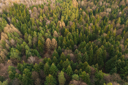 Aerial view of the forest in the morning with the rays of the sun falling on the trees. drone view