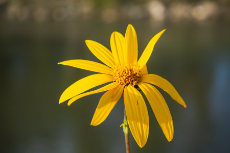 Jerusalem artichoke - also called sunroot, sunchoke, wild sunflowerの写真素材