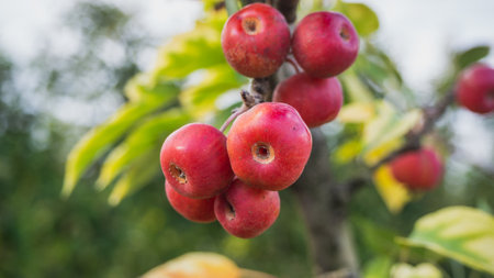 Small red decorative apples growing in the orchard. Decorative apple treeの写真素材