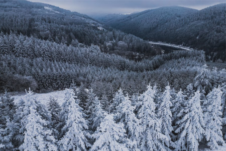 Aerial view of beautiful winter forest sceneryの写真素材