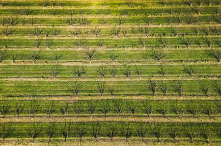 Aerial view of orchard with apple trees during sunset. The fields are covered with a hail net. Beautiful outdoor countryside scenery from the drone view. Lots of flowering plants aの写真素材