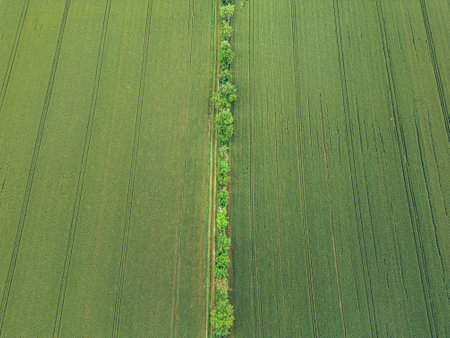 Taking care of the crop. Aerial view of a huge farmland. Green wheat fields from a bird's eye view,...
