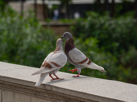 Pigeons on a wall in the park. Selective focus.の写真素材