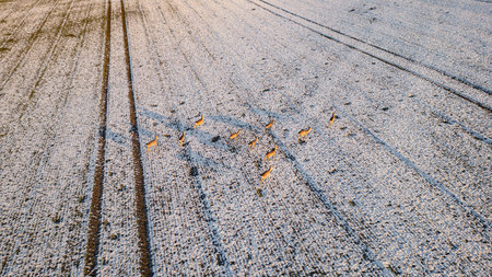 Aerial view of snowy farmland with herd of deer casting long shadows at sunset, winter countryside landscape captured by drone.の写真素材