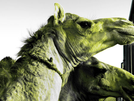 Camels in the desertの写真素材