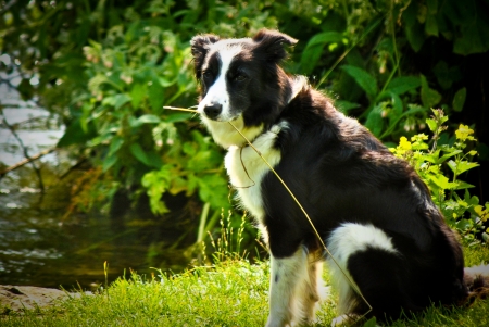 picture of a sheepdog with long grass in itの写真素材