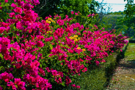 Coloured Paper flowerの写真素材