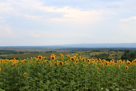 Big sunflower fieldの写真素材