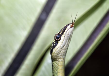 Close up snake head shot.の写真素材