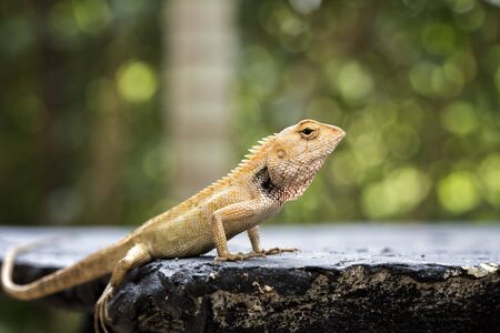 Yellow lizard close up view.